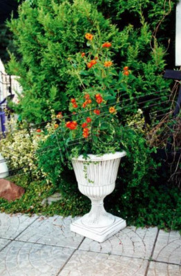 Blummenkibbel Planz Kuib Dekoratioun Figur Blummendëppen Gaart Vase