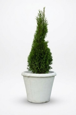Blummekübelen Planzkësch Dekoratioun Figur Vase Gaart Blummendëpper Natur